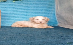 Havanese dogs for sale: Alley - Image 3