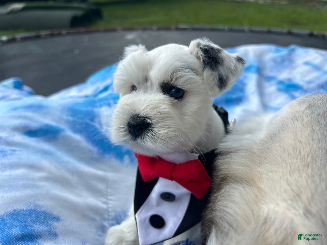Miniature Schnauzer dogs for sale: Thor - Image 1