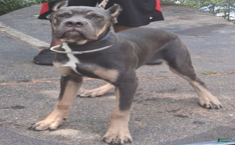 Cane Corso dogs for sale - Ad 1