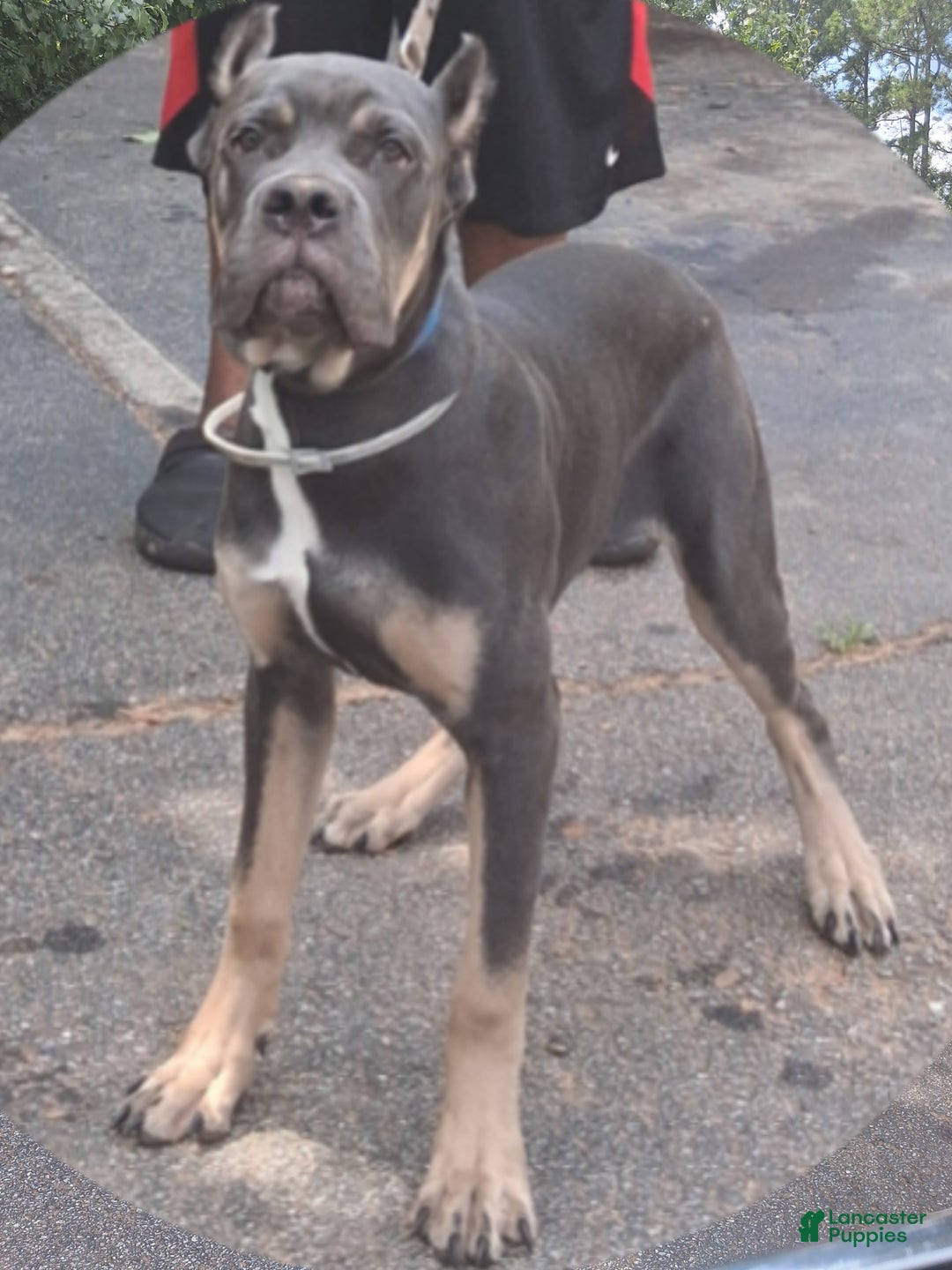 Cane Corso dogs for sale: Beast Lee Jordan Kirk - Image 1
