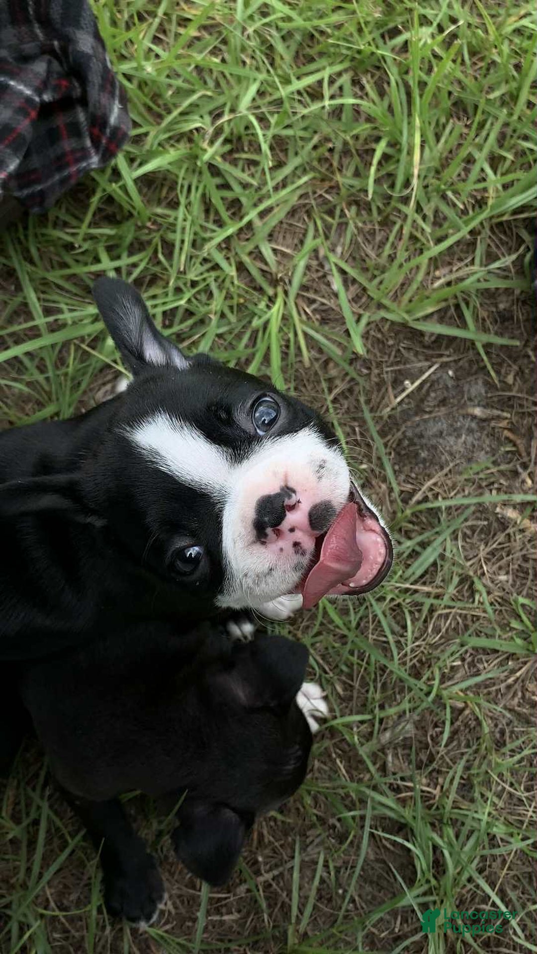 Boston Terrier dogs for sale: Jewels - Image 2