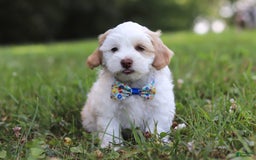 Shihpoo dogs for sale: Oliver - Image 4