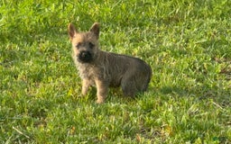 Cairn Terrier dogs for sale: Elmo - Image 3