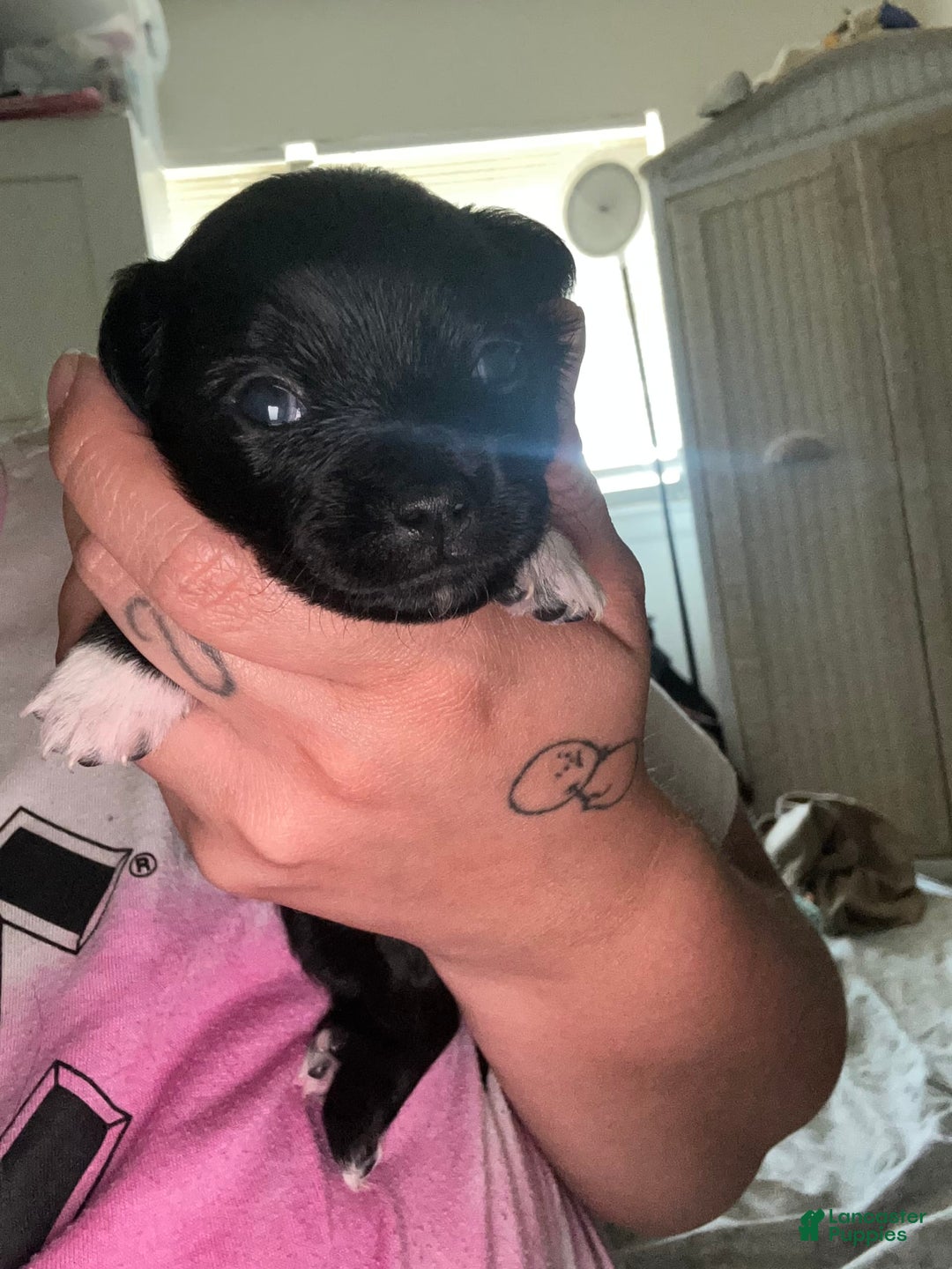 Chihuahua dogs for sale: N/a - Image 2