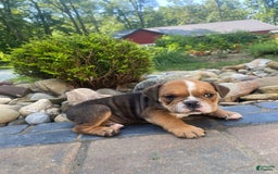 English Bulldog dogs for sale: Danny - Image 2