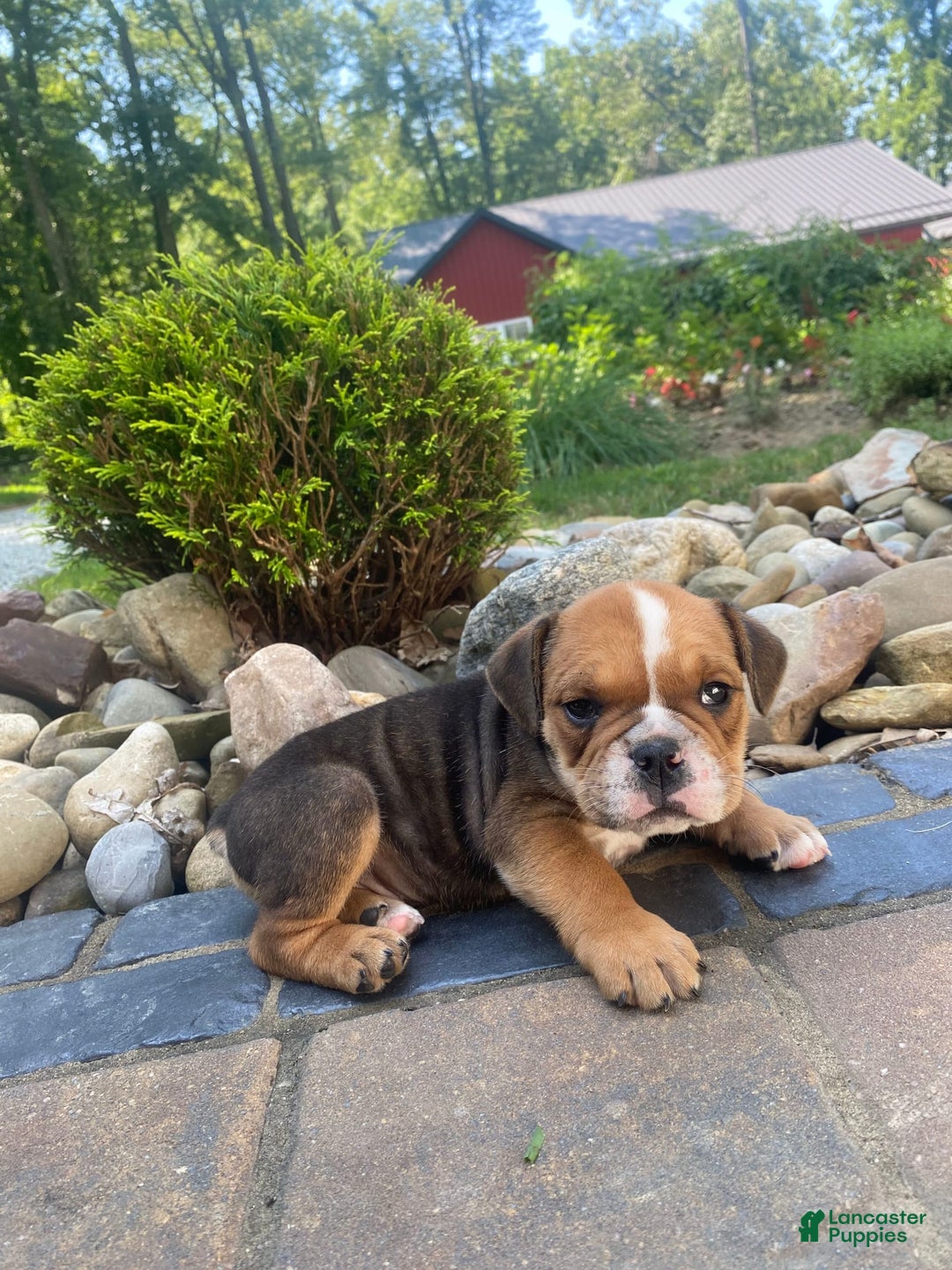 English Bulldog dogs for sale: Danny - Image 2