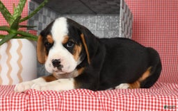 Beabull dogs for sale: Winston - Image 1