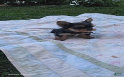 Yorkshire Terrier dogs for sale: Cc - Image 19