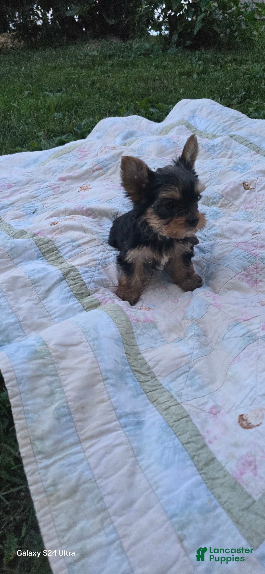 Yorkshire Terrier dogs for sale: Cc - Image 19