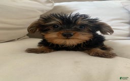 Yorkshire Terrier dogs for sale: Cash - Image 6