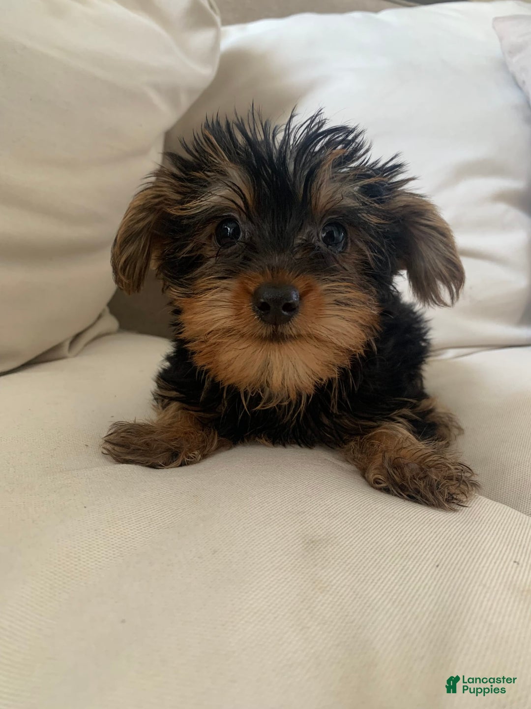 Yorkshire Terrier dogs for sale: Cash - Image 6