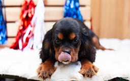 Cavalier King Charles Spaniel dogs for sale: Dylan - Image 3