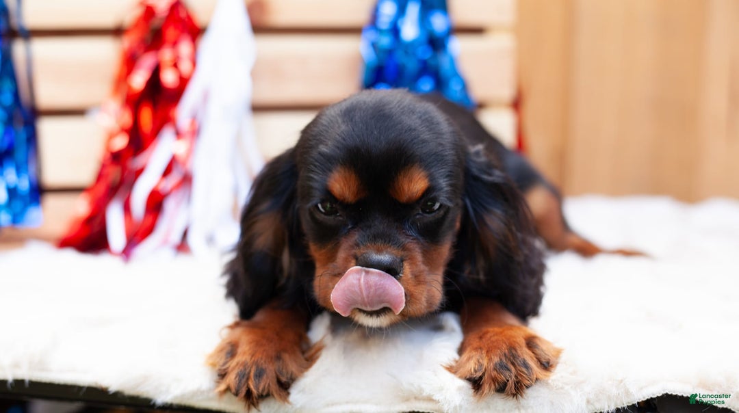 Cavalier King Charles Spaniel dogs for sale: Dylan - Image 3
