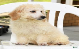 Bichpoo dogs for sale: Mose - Image 8