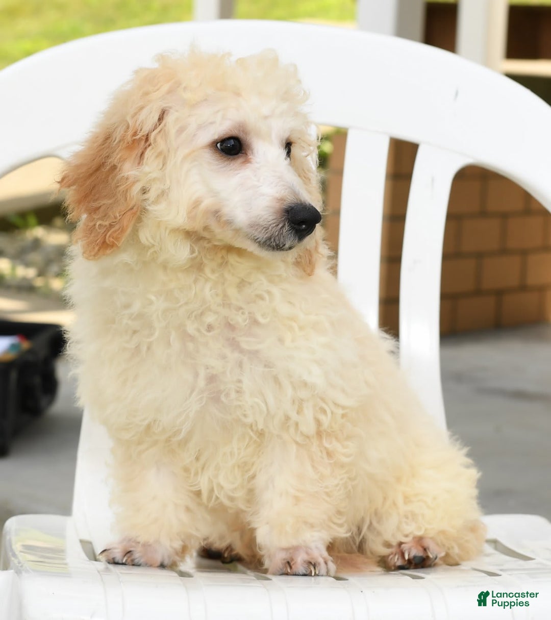 Bichpoo dogs for sale: Mose - Image 8