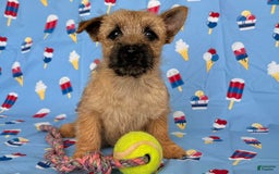 Cairn Terrier dogs for sale: Cassie - Image 10