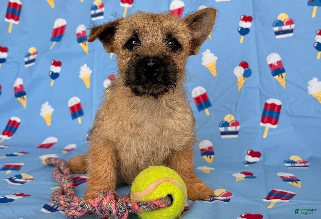 Cairn Terrier dogs for sale: Cassie - Image 10