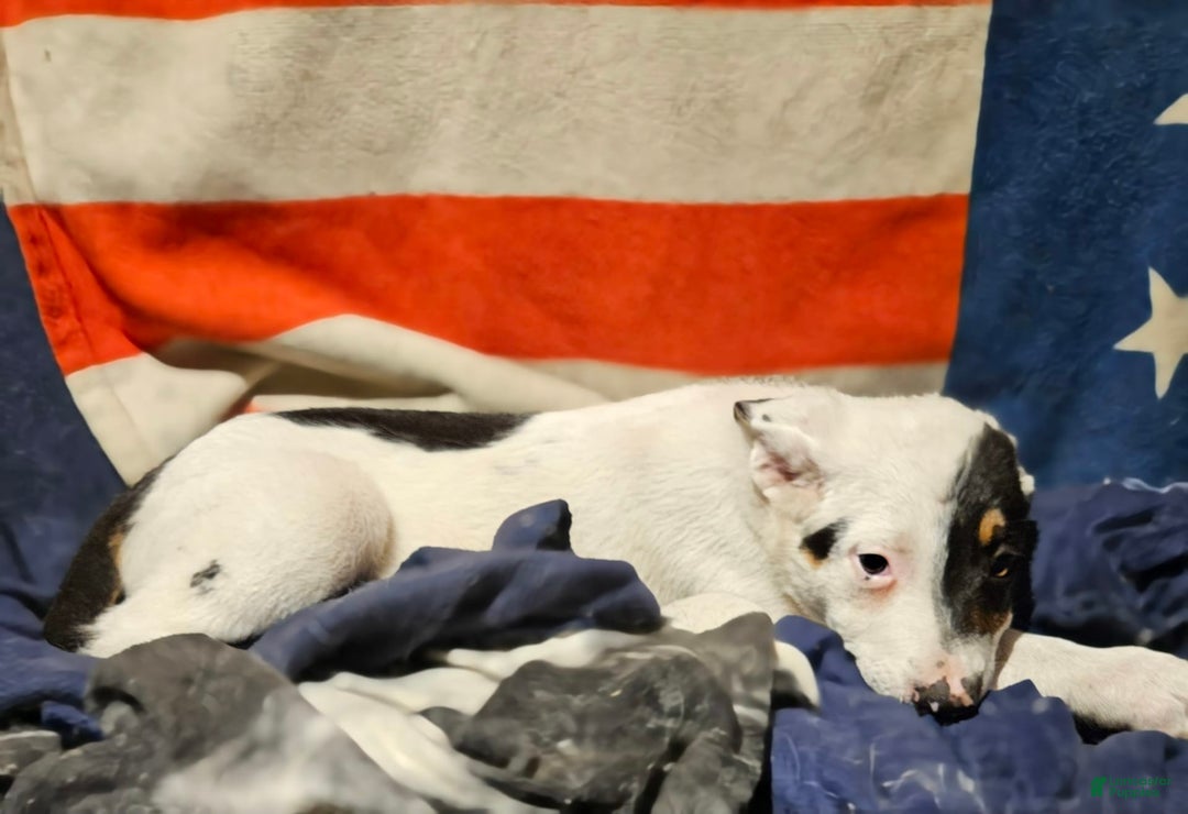 Border Collie dogs for sale: Gumbi - Image 29