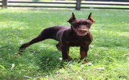Doberman Pinscher dogs for sale: Atlas - Image 1