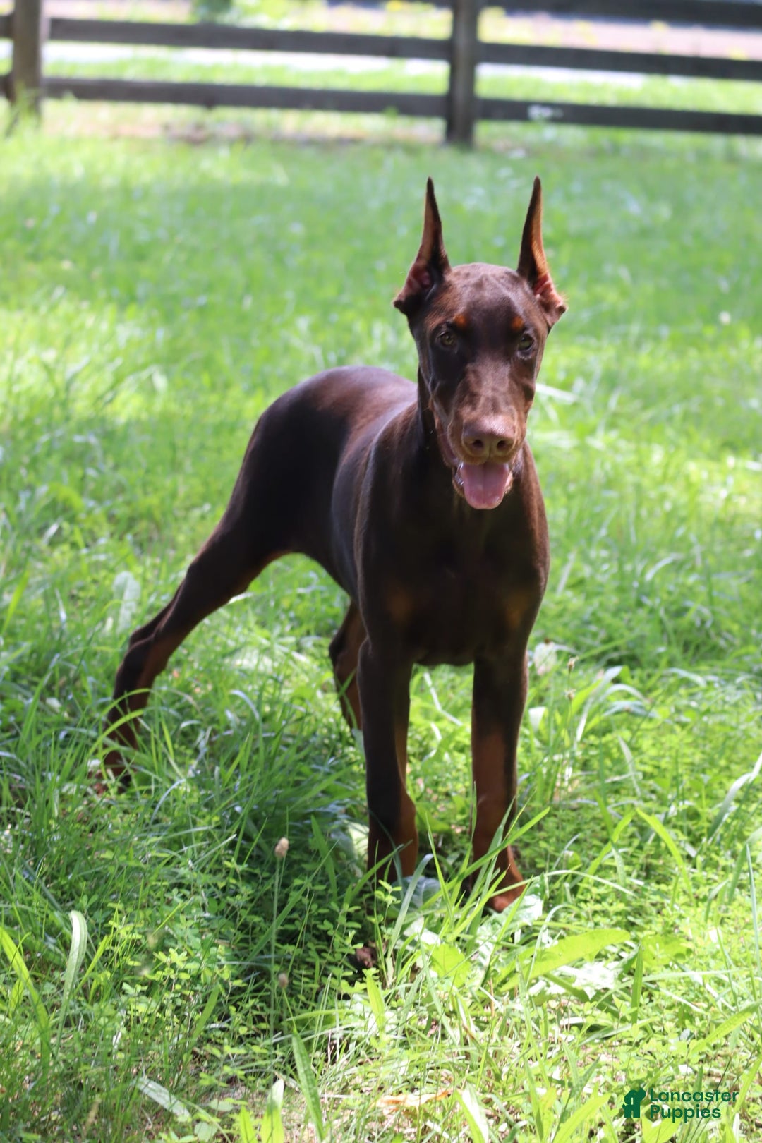 Doberman Pinscher dogs for sale: Atlas - Image 1