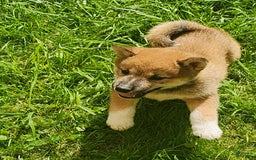 Shiba Inu dogs for sale: Shiba Puppy - Image 14
