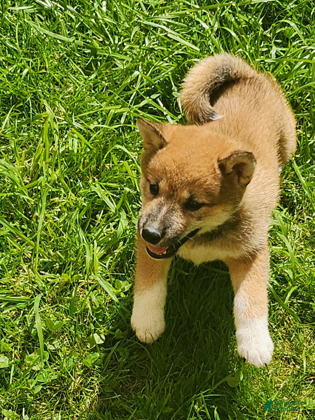Shiba Inu dogs for sale: Shiba Puppy - Image 14