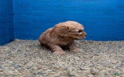 Cavapoo dogs for sale: Luke - Image 2