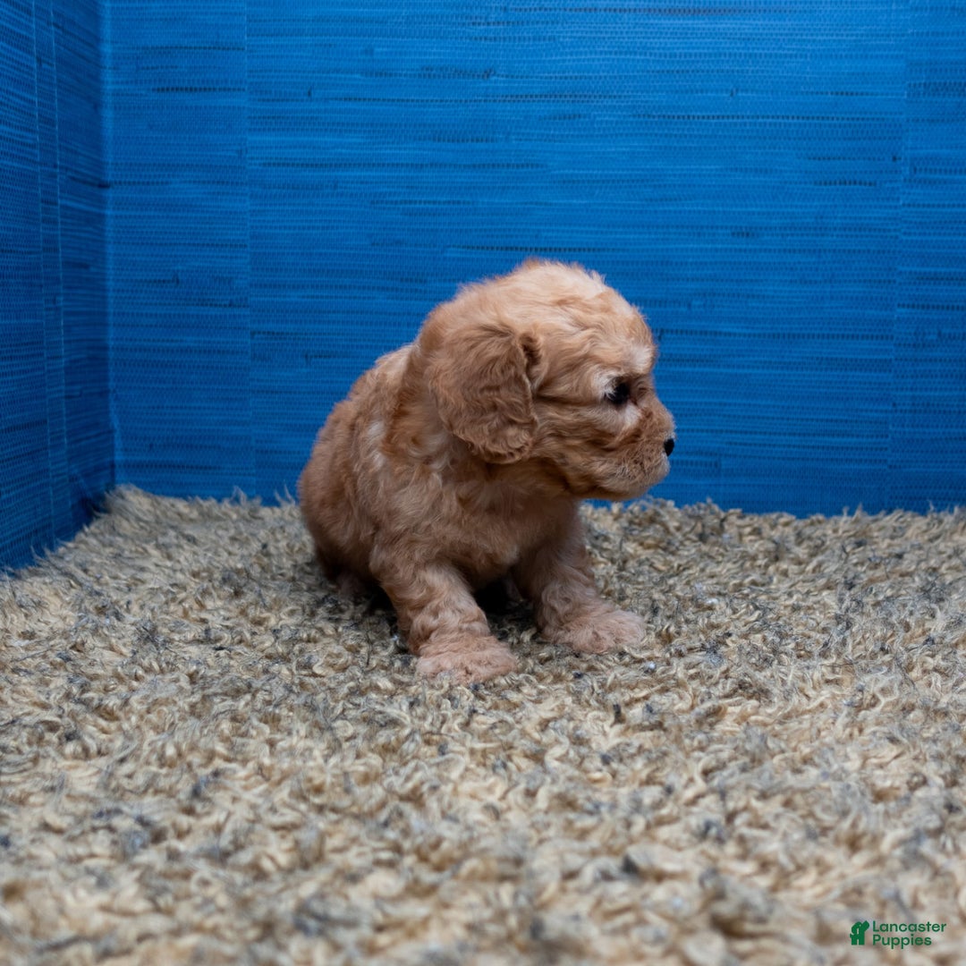 Cavapoo dogs for sale: Luke - Image 2