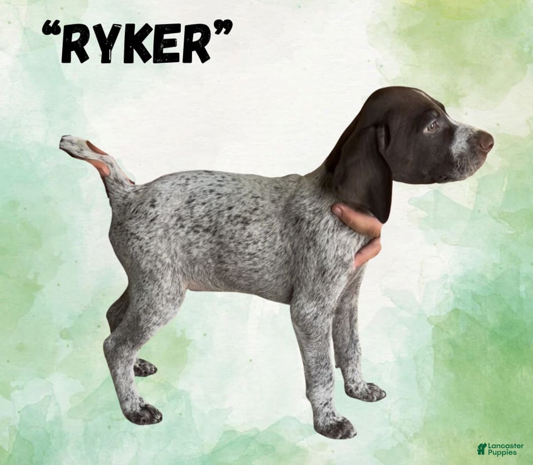 German Wirehaired Pointer dogs for sale: Ryker - Image 2