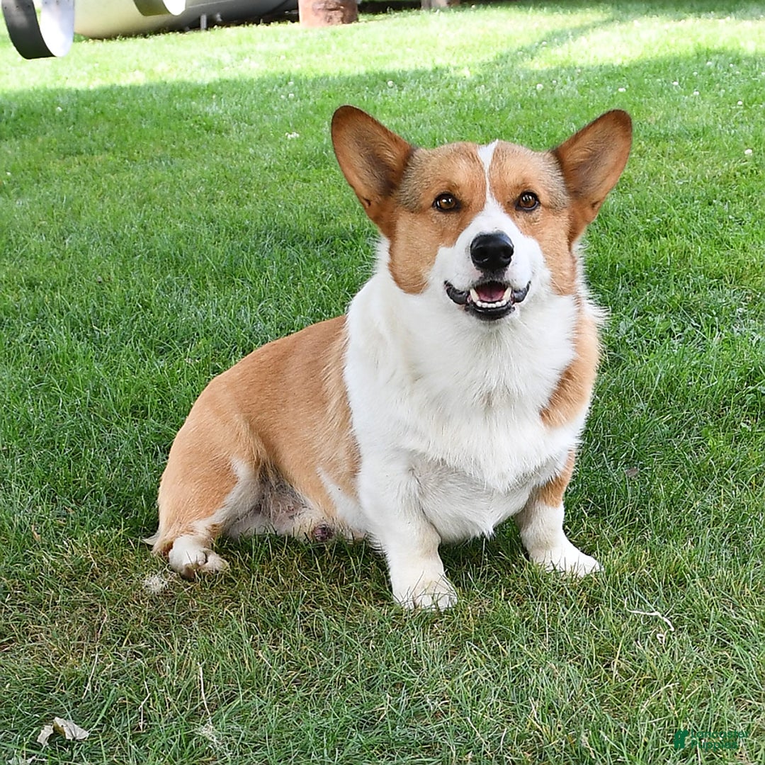 Welsh Corgi Pembroke dogs for sale: Wes - Image 7