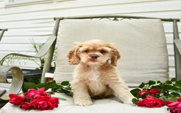 Cocker Spaniel dogs for sale: Kayla - Image 6