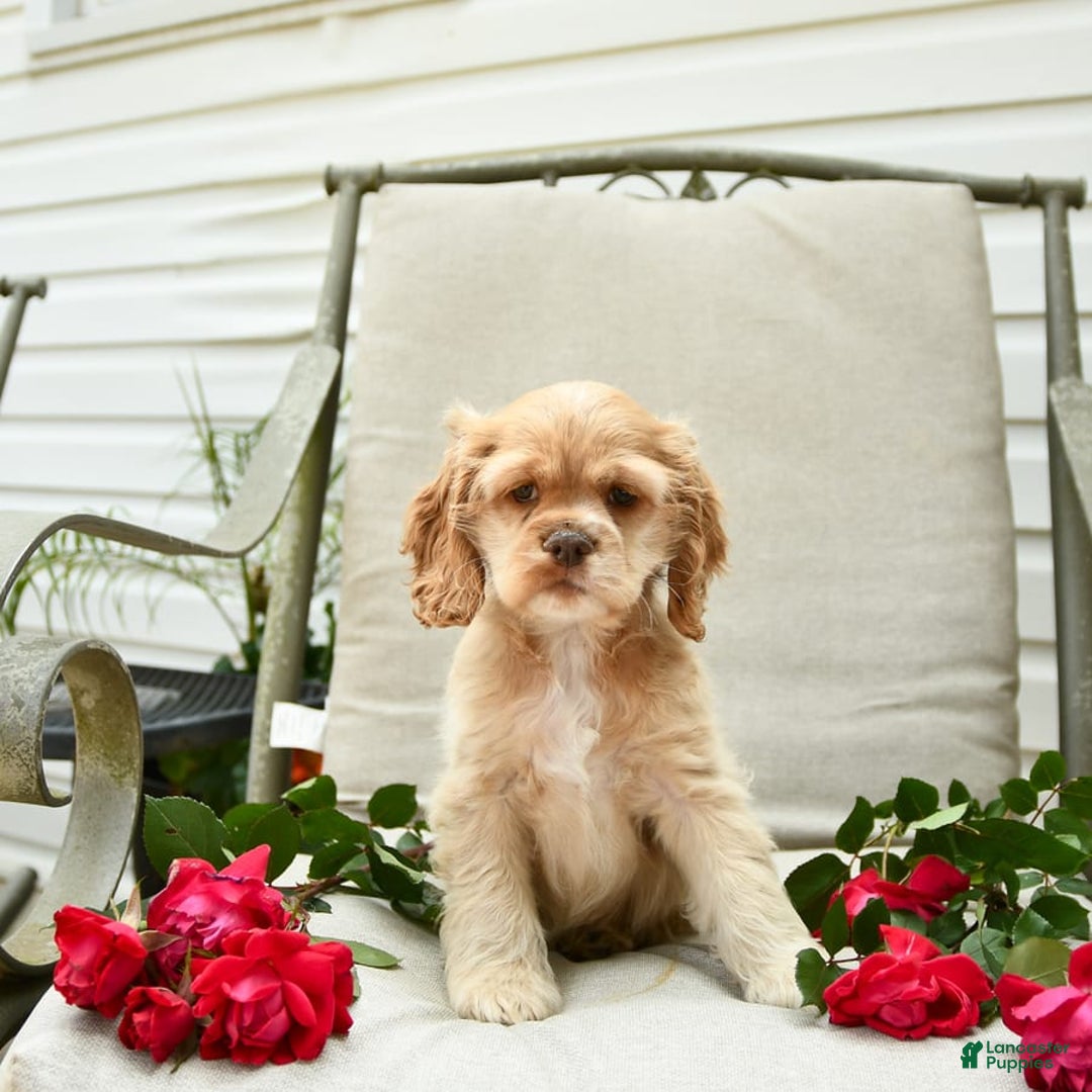 Cocker Spaniel dogs for sale: Kayla - Image 6