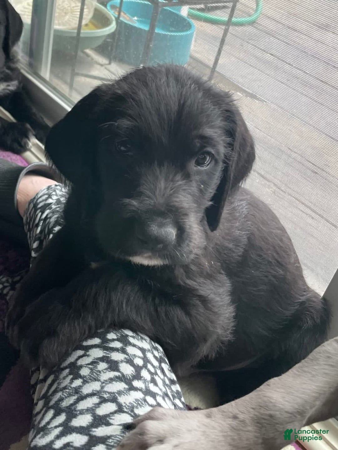 Great Dane dogs for sale: Raven - Image 3