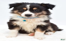 Australian Shepherd dogs for sale: Reese - Image 7