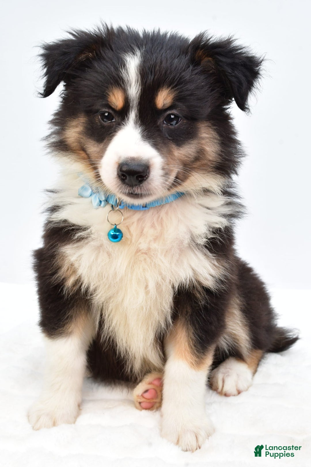 Australian Shepherd dogs for sale: Reese - Image 7