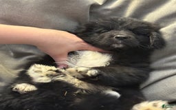 Newfoundland dogs for sale: Lando - Image 4