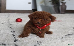 Toy Poodle dogs for sale: Eleanor - Image 5