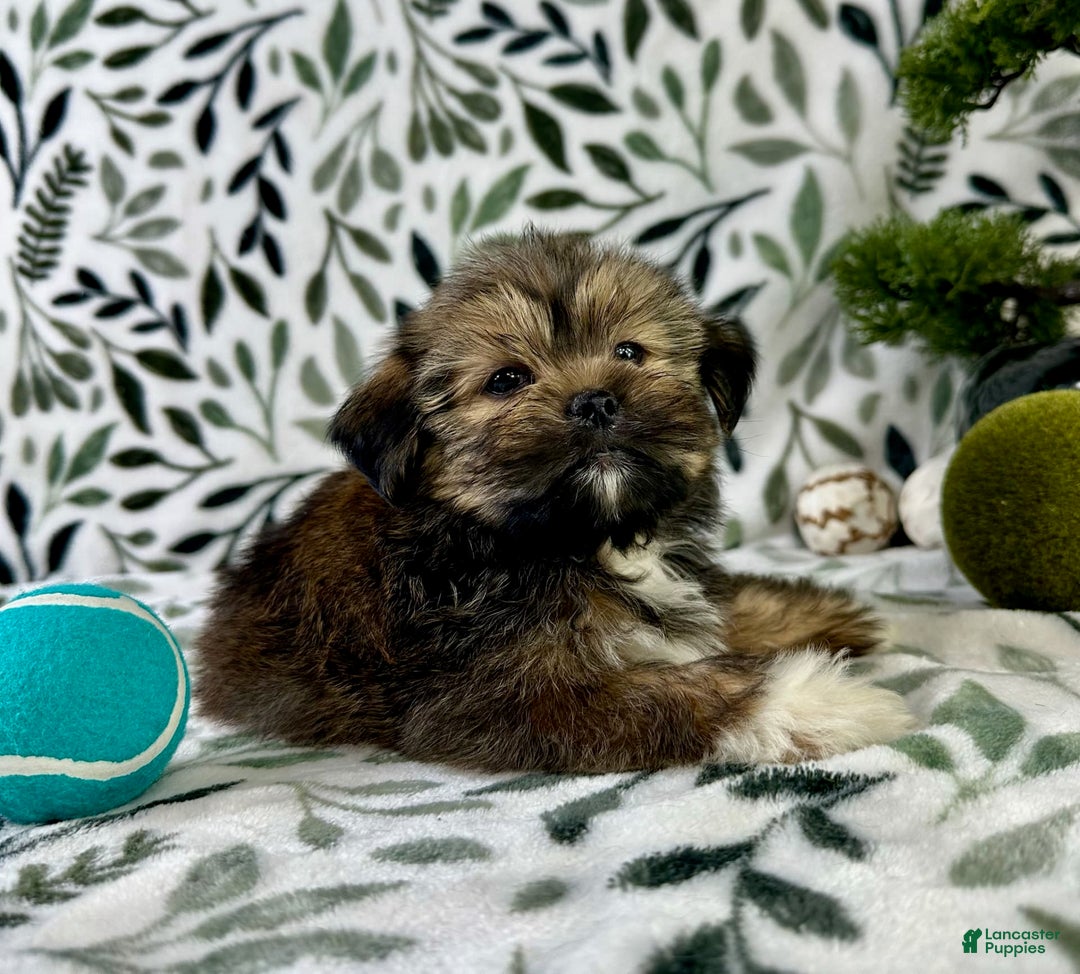 Shorkie dogs for sale: Sammy J - Image 4