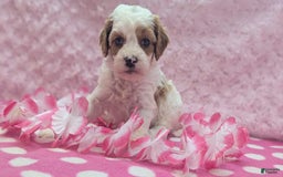 Cavapoo dogs for sale: Buzz - Image 12
