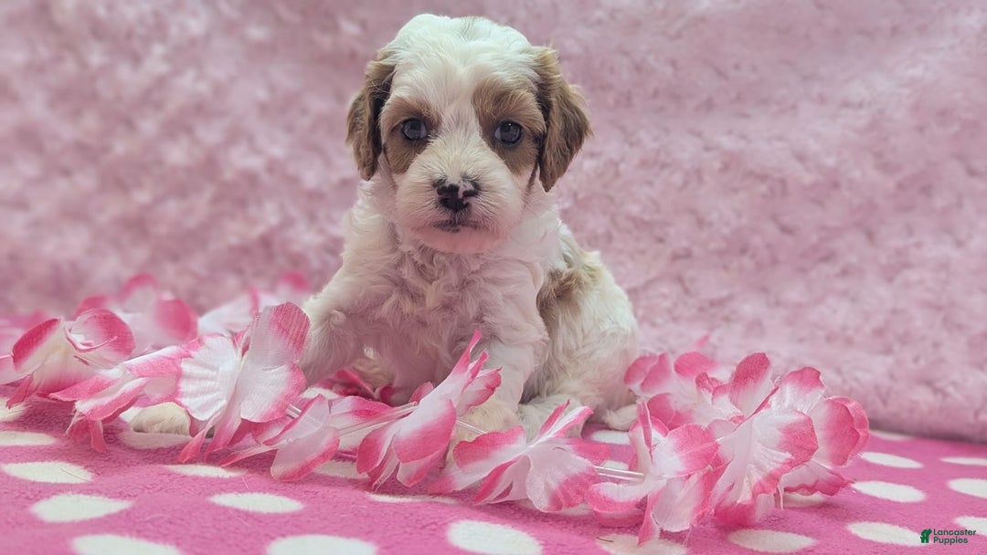 Cavapoo dogs for sale: Buzz - Image 12