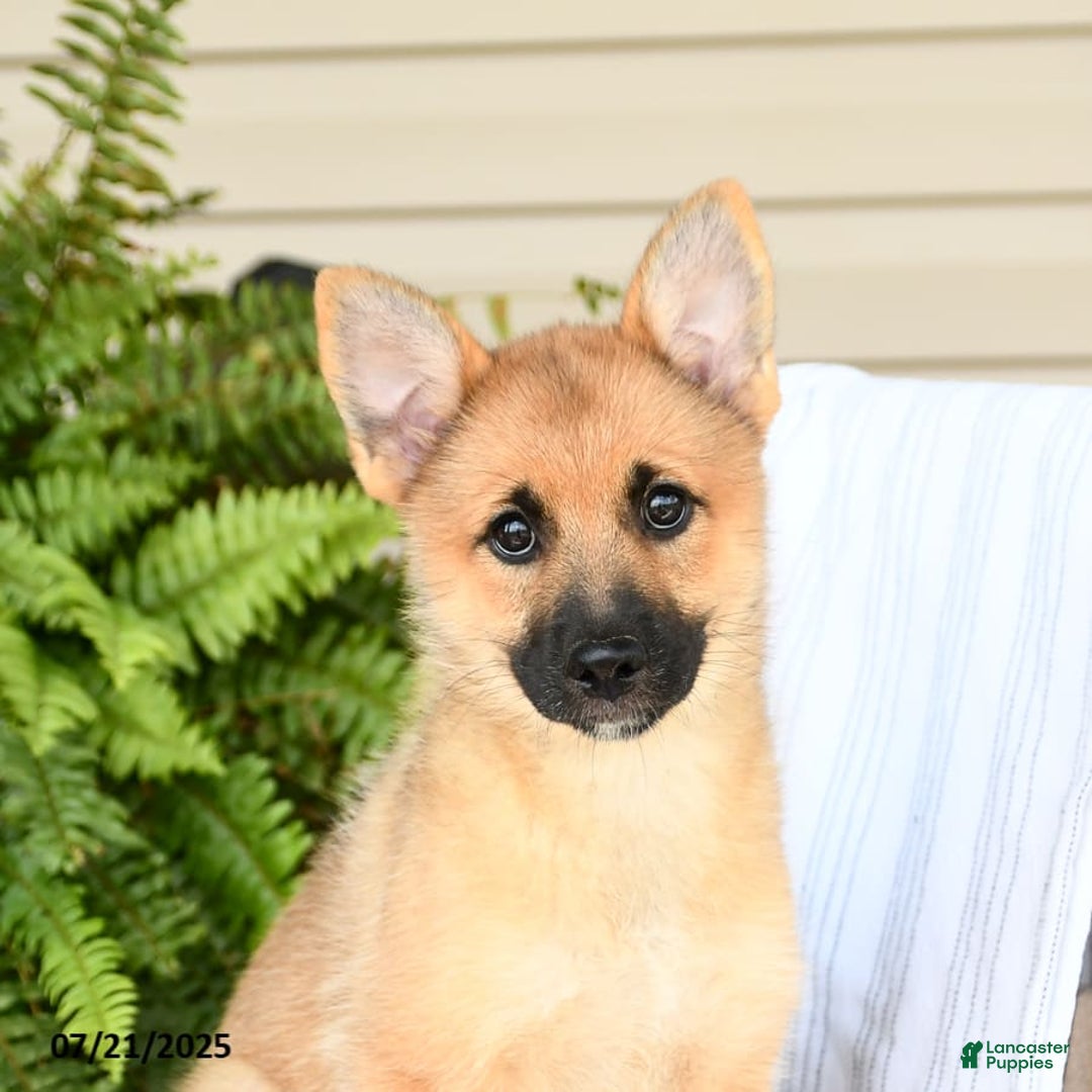 Pomsky dogs for sale: Tricky - Image 10