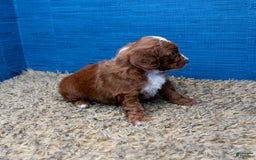 Cavapoo dogs for sale: Sean - Image 18