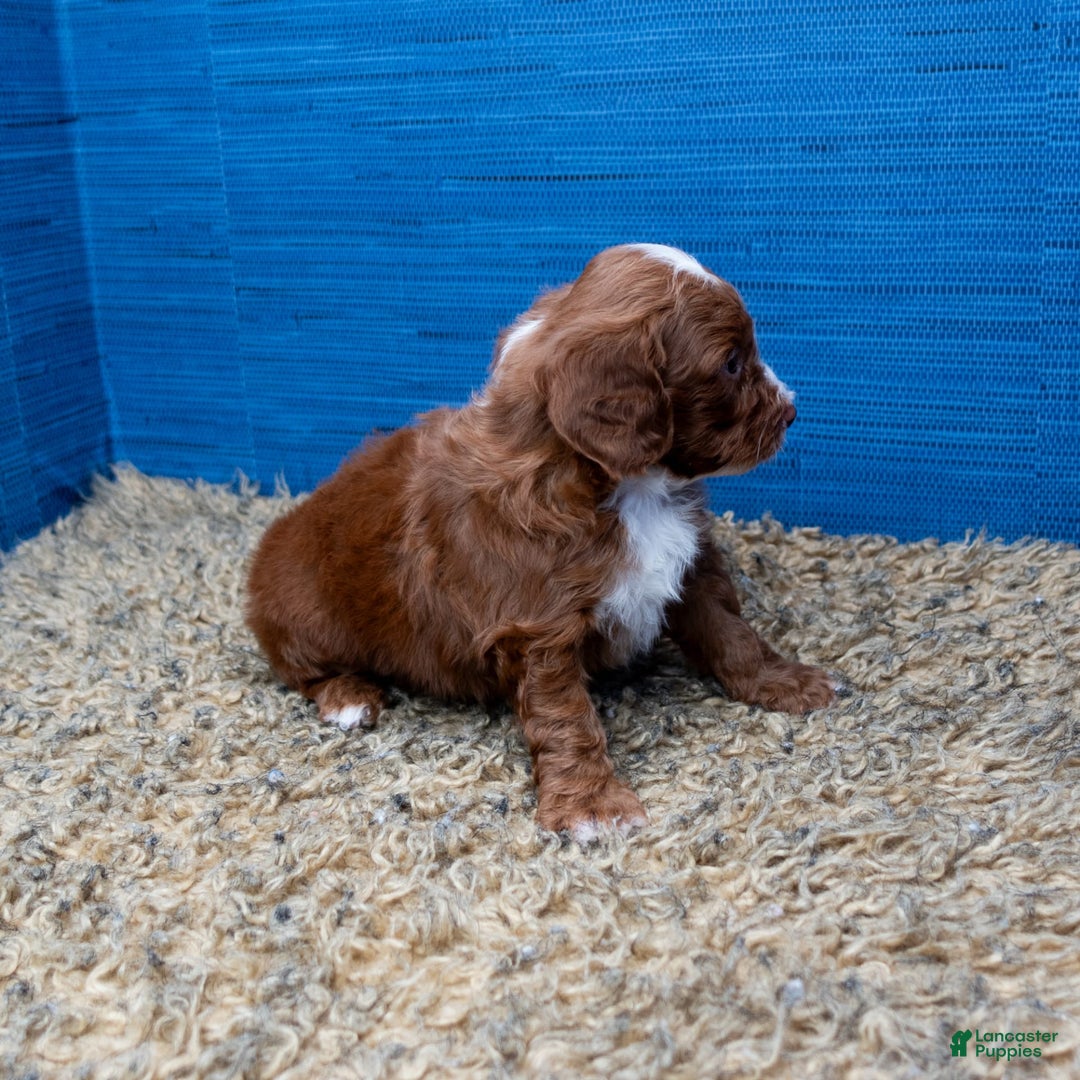 Cavapoo dogs for sale: Sean - Image 18
