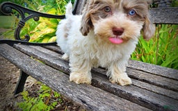 Havapoo dogs for sale: Daisy - Image 15