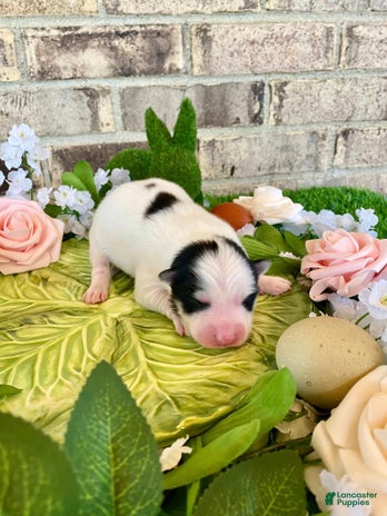 Pomsky dogs for sale - Ad 5