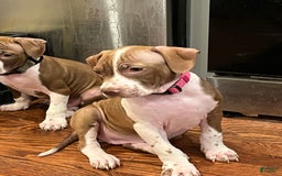 American Staffordshire Terrier dogs for sale: Lady - Image 3