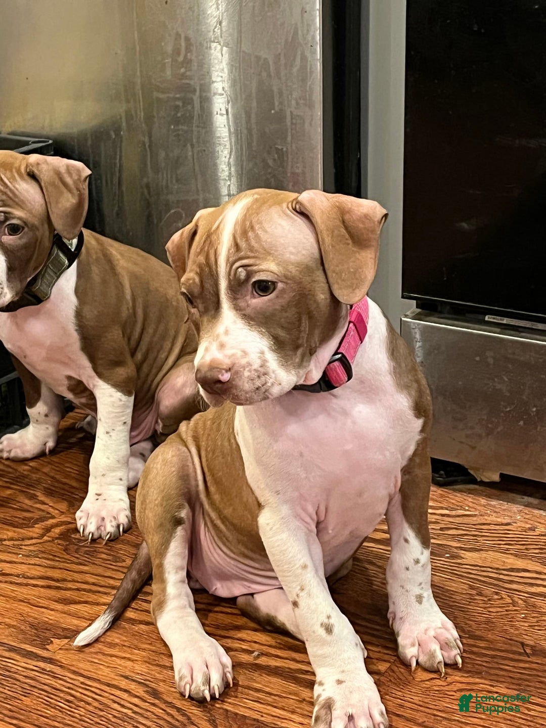 American Staffordshire Terrier dogs for sale: Lady - Image 3