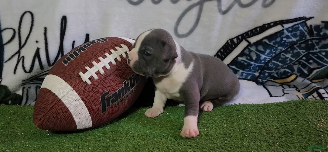 American Bully dogs for sale: Hazel - Image 2