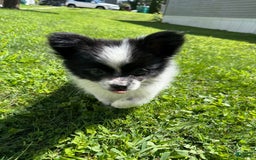 Papillon dogs for sale: Daisy - Image 5