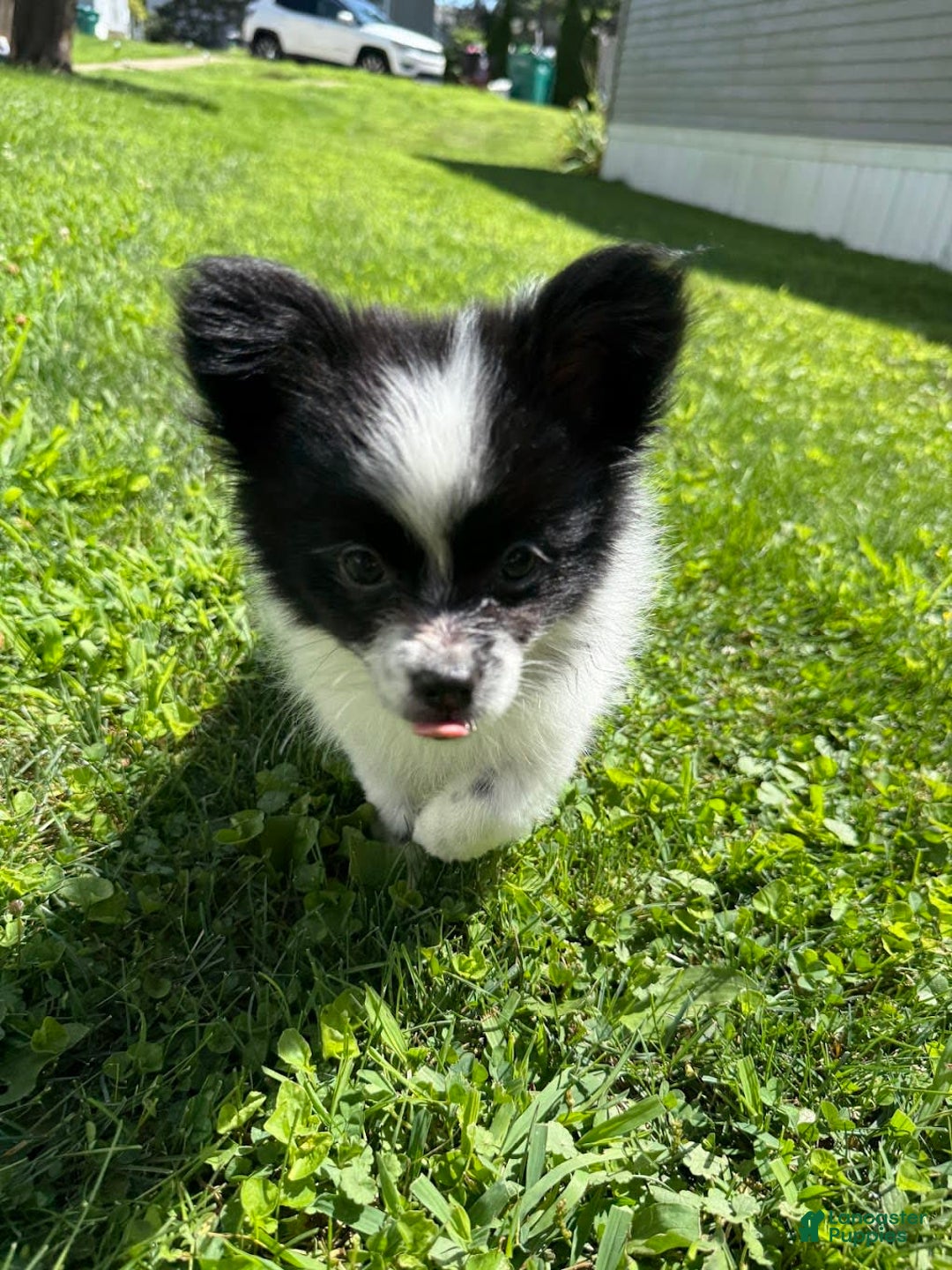 Papillon dogs for sale: Daisy - Image 5